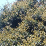 Litchi trees in Panchgarh are full of buds