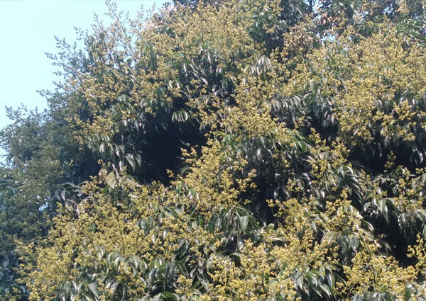 Litchi trees in Panchgarh are full of buds