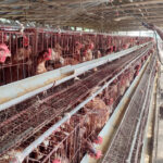 Chickens are dying in intense heat, farmers are in trouble