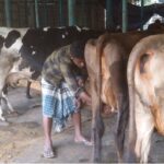 The severe heatwave has affected dairy farmers: Milk production has decreased by 20 percent