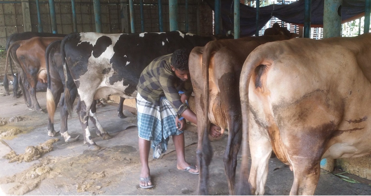 The severe heatwave has affected dairy farmers: Milk production has decreased by 20 percent