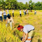 Chhatra League workers cut and threshed the farmers’ paddy in Noakhali