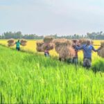 Boro paddy harvesting has started in 3 upazilas of Bogra