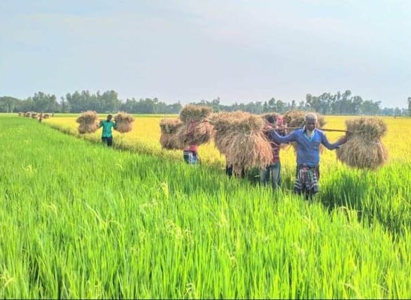 Boro paddy harvesting has started in 3 upazilas of Bogra