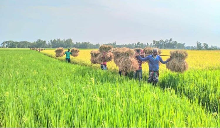 Boro paddy harvesting has started in 3 upazilas of Bogra