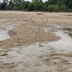 85 percent of the land’s saplings were destroyed recent Flood in Feni