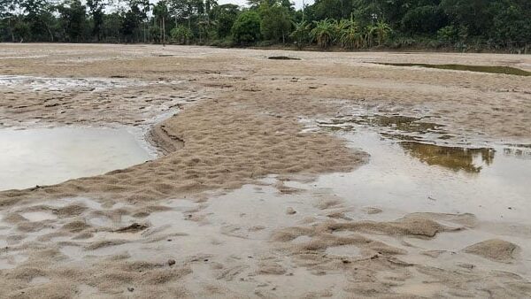 85 percent of the land’s saplings were destroyed recent Flood in Feni