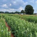 Farmers are increasing interest in sesame farming in Meherpur