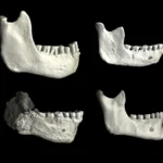 Fossils of a human ancestor from 773,000 years ago hint at a groundbreaking discovery!